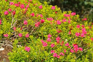 Rhododendrons Rando 2015
