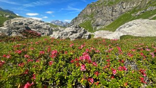 Oeschinensee 1580 m Rando 2024