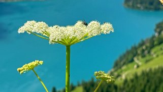 Oeschinensee 1580 m Rando 2024