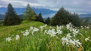 Narcisses - Vallon d'Orgevaux Rando 2024