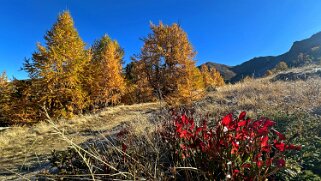 Gspon - Visperterminen null