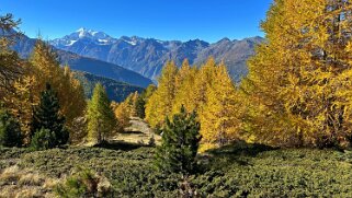 Gspon - Visperterminen null