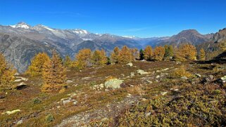 Gspon - Visperterminen null