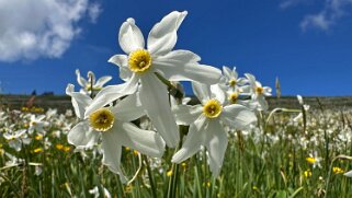 Narcisses - Les Pléiades Rando 2025