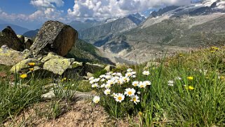 Glacier d'Aletsch null