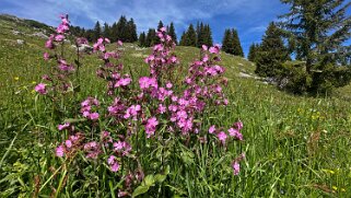 Grand Tour des Gastlosen et de la Dent de Savigny null