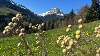 Sentier des fromageries - Gruyères null