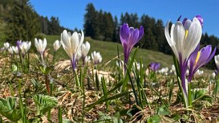 Sentier des fromageries - Gruyères null