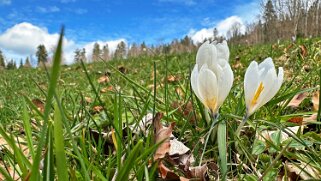 Les Brenets - Saut du Doubs null