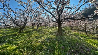 Saxon - Charrat null