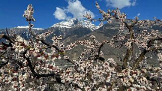 Saxon - Charrat null