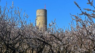 Saxon - Charrat null