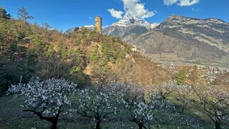 Saxon - Charrat null