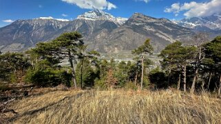 Saxon - Charrat null