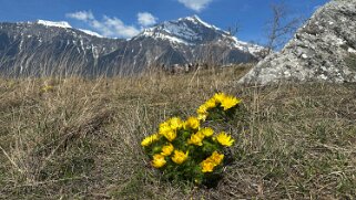 Saxon - Charrat null