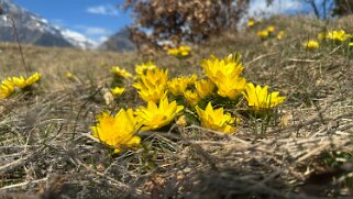 Saxon - Charrat null