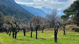 Saxon - Charrat null