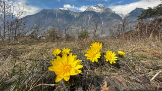 Saxon - Charrat null