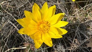 Saxon - Charrat null