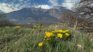 Saxon - Charrat null