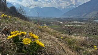 Saxon - Charrat null