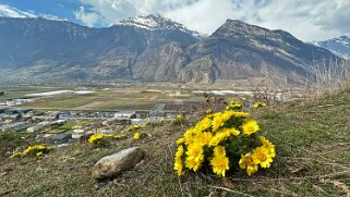 Saxon - Charrat null