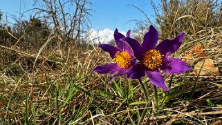 Anémones - Carrière Jaune - La Sarraz null