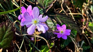 Anémones - Carrière Jaune - La Sarraz null