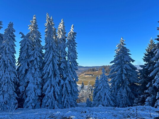 Haut du Mollendruz 2025 Vaud - Suisse