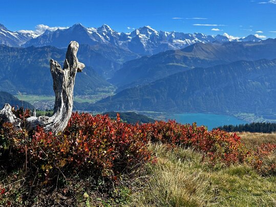 Beatenberg - Niederhorn 2025 Berne - Suisse