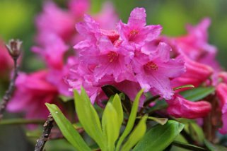 Rhododendrons Rando 2015