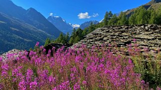 Le Louché - Val d'Arolla Rando 2021