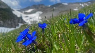 Gentianes - Schratteflue - Biosphère de l'Entlebuch Rando 2021