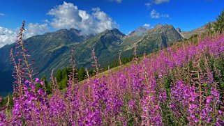 Lauchernalp - Lötschental Rando 2021