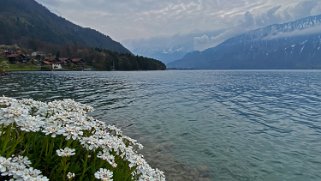 Lac de Thoune Rando 2021