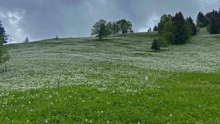 Narcisses - La Cergniaule Rando 2021