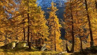 Lötschental Rando 2021