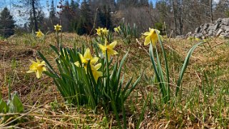 Jonquilles - Col de la Vue des Alpes Rando 2021