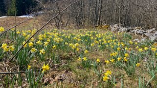 Jonquilles - Col de la Vue des Alpes Rando 2021