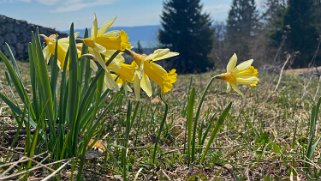 Jonquilles - Col de la Vue des Alpes Rando 2021