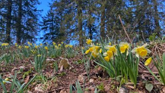 Jonquilles - Col de la Vue des Alpes Rando 2021