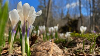 Crocus - Col de la Vue des Alpes Rando 2021