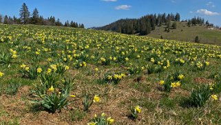 Jonquilles - Tête de Ran Rando 2021