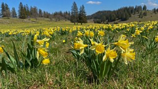 Jonquilles - Tête de Ran Rando 2021