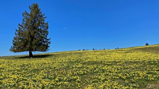 Jonquilles - Tête de Ran Rando 2021