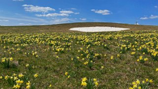 Jonquilles - Tête de Ran Rando 2021