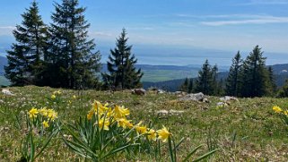 Jonquilles - Tête de Ran 1422 m Rando 2021