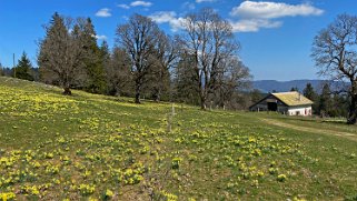 Jonquilles - La Baume Rando 2021