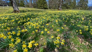 Jonquilles - La Baume Rando 2021