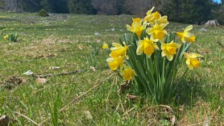 Jonquilles - La Grognerie Rando 2021